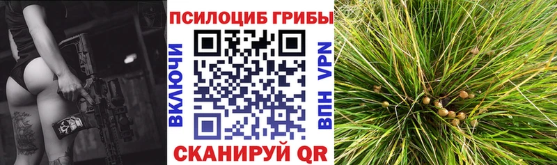 купить   Томилино  Псилоцибиновые грибы Psilocybe 